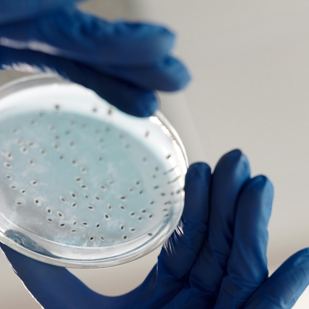 Gloved hands holding a petri dish with cultured microbial colonies