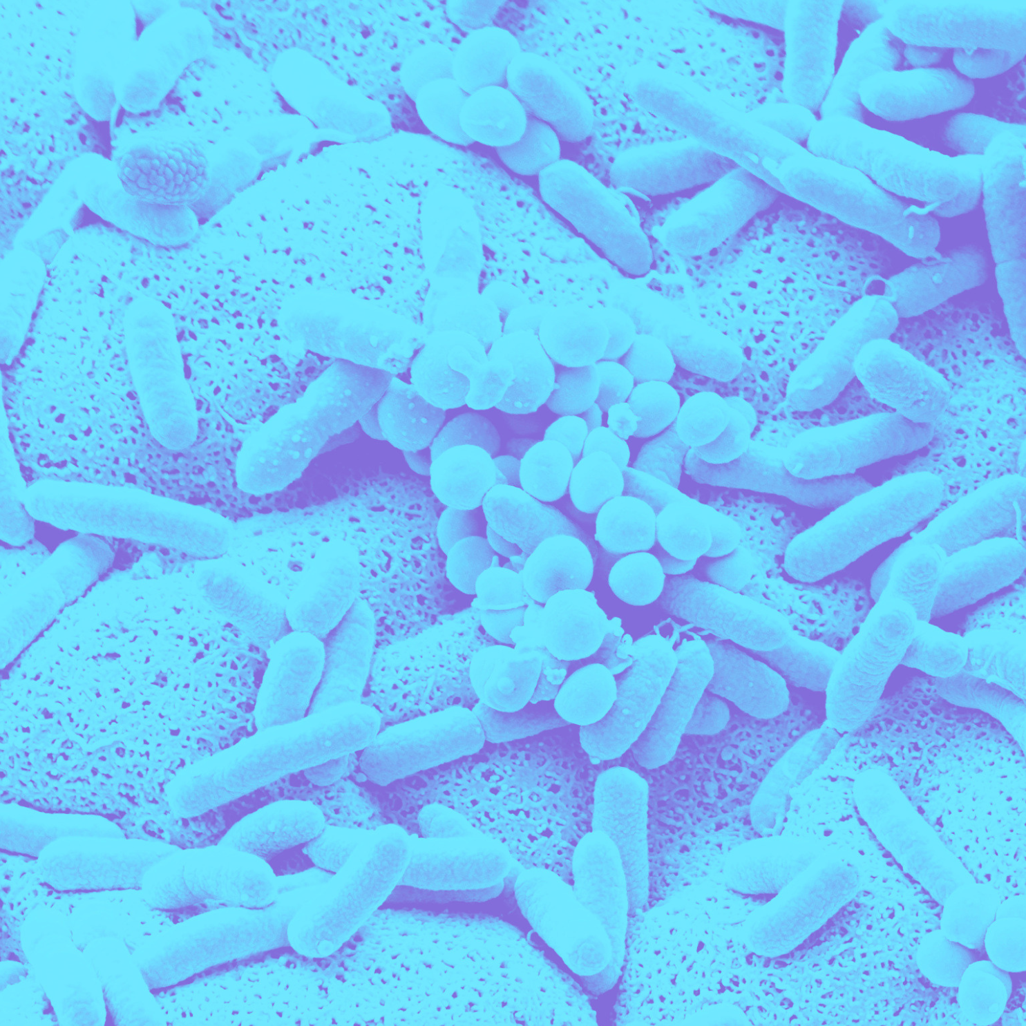 Duotone cyan SEM photograph of a bacterial colony